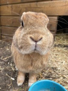 Lees meer over het artikel Zoek jij een konijnenverblijf? Wij vertellen je alles.