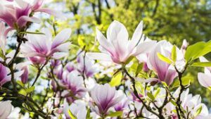 mooiste bloesembomen magnolia