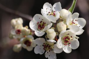 mooiste bloesembomen pyrus