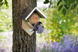 Vogels voeren: vogelpindakaas