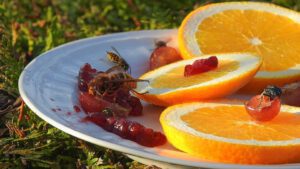 Lees meer over het artikel Liever geen wespen bij het eten? Hier de beste tips!