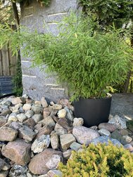 Japanse tuin in pot vrolijktuinieren.nl