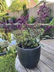Japanse tuin in pot vrolijktuinieren.nl