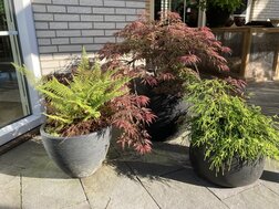 japanse tuin in 3 potten