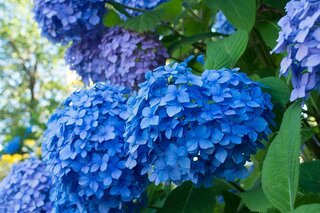 hortensia snoeien vrolijktuinieren