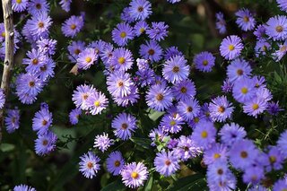 herfstbloeiers: aster