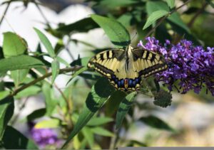 Lees meer over het artikel Vlinderstruik stekken? Zo pak je dit aan!