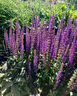 salvia planten scheuren