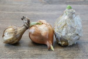 Lees meer over het artikel Bloembollen planten? De herfst is jouw seizoen