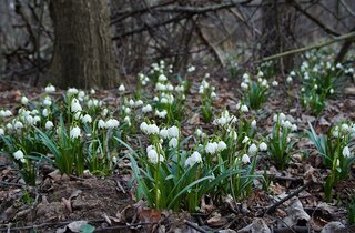 vroegbloeiende vaste planten sneeuwklokjes
