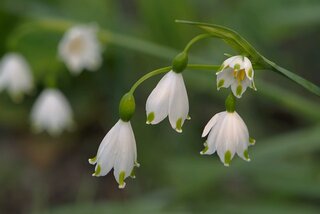 sneeuwklokjes planten