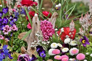 vroegbloeiende vaste planten