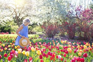 Lees meer over het artikel Tulpen combineren met lente bloemen voor een kleurrijke tuin