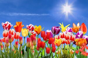 Lees meer over het artikel Tulpen planten: tips voor een kleurrijke en prachtige lentetuin