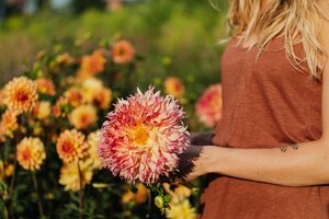 dahlia tuinieren in juni