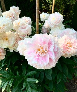 tuinieren in juli rozen stekken