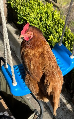 voerbak voor kippen buiten