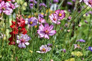 cosmea tuinieren in augustus