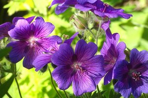 geranium, tuinieren voor beginners