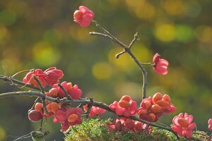 kardinaalsmuts, makkelijke planten