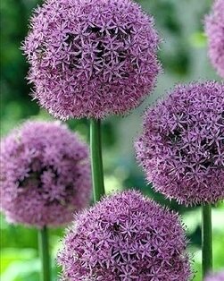 bloembollen planten in de herfst