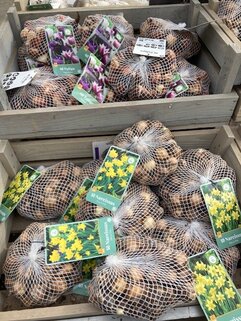 bloembollen planten in de herfst