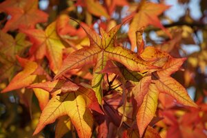 Lees meer over het artikel De Magie van Herfstbomen in de Tuin: Inspiratie en Tips