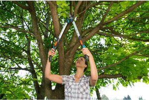 bomen snoeien in de herfst