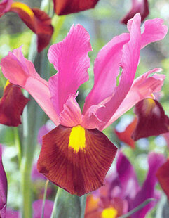 irissen planten in de herfst