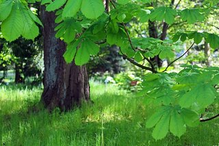 kastanjeboom snoeien