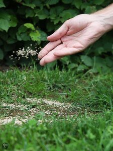 gazon verzoring in de herfst graszaaien