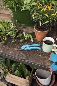 rozen snoeien in de herfst