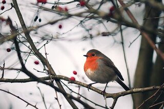 winterklare tuin met vogels